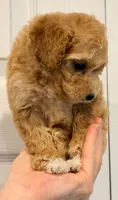 Peach 1lb 14 oz Mini Goldendoodle, a female Miniature Goldendoodle for sale in Greenville, SC – 3 of 3