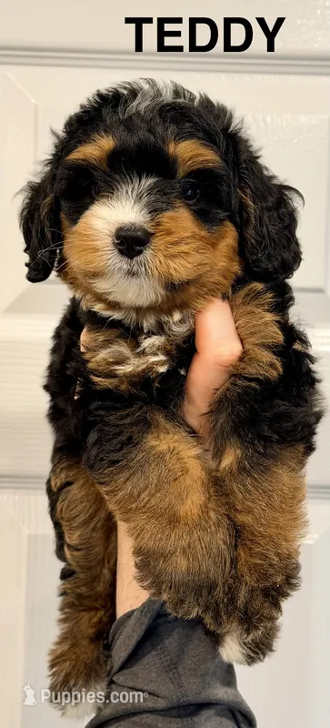 Teddy – Miniature Bernedoodle puppy for sale in Greenville, SC