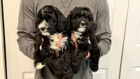 Onyx, a male Miniature Bernedoodle for sale in Greenville, SC – 3 of 6