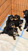 Mia, a female Miniature Bernedoodle for sale in Greenville, SC – 2 of 5