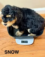Snow, a female Miniature Bernedoodle for sale in Greenville, SC – 2 of 5