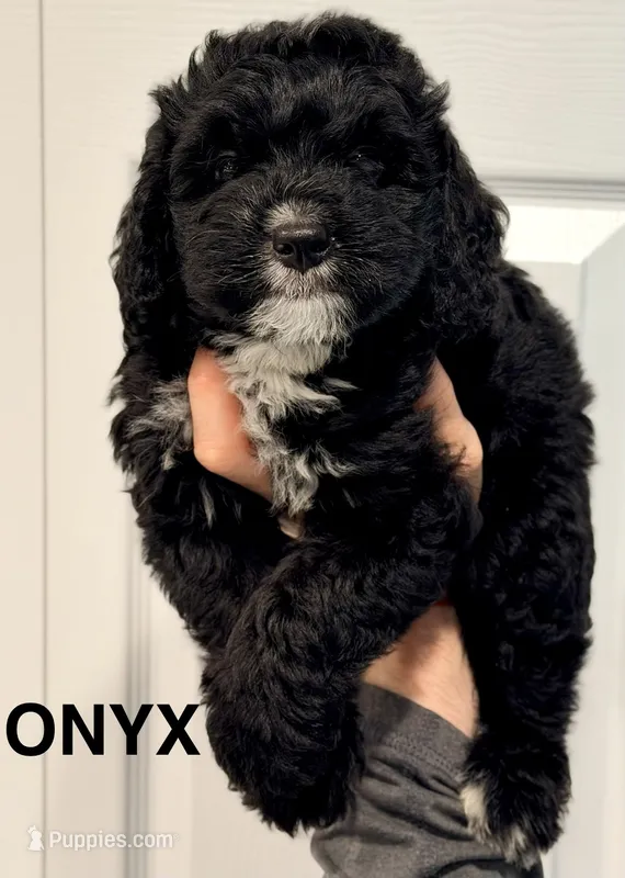 Onyx – Miniature Bernedoodle puppy for sale in Greenville, SC