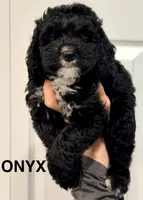 Onyx, a male Miniature Bernedoodle for sale in Greenville, SC – 1 of 6