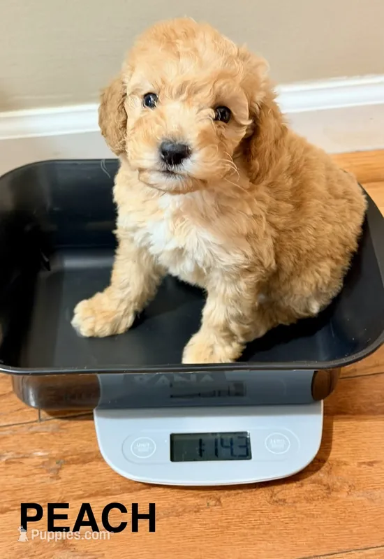 Peach 1lb 14 oz Mini Goldendoodle – Miniature Goldendoodle puppy for sale in Greenville, SC