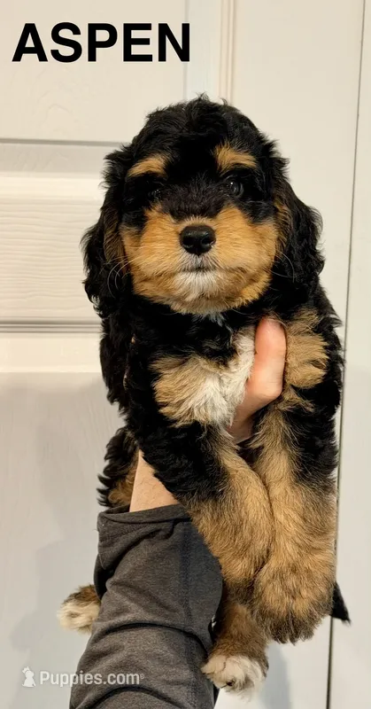 Aspen – Miniature Bernedoodle puppy for sale in Greenville, SC