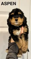 Aspen, a female Miniature Bernedoodle for sale in Greenville, SC – 1 of 5