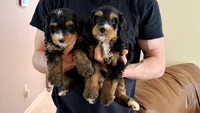 Cookie, a female Miniature Bernedoodle for sale in Greenville, SC – 5 of 5
