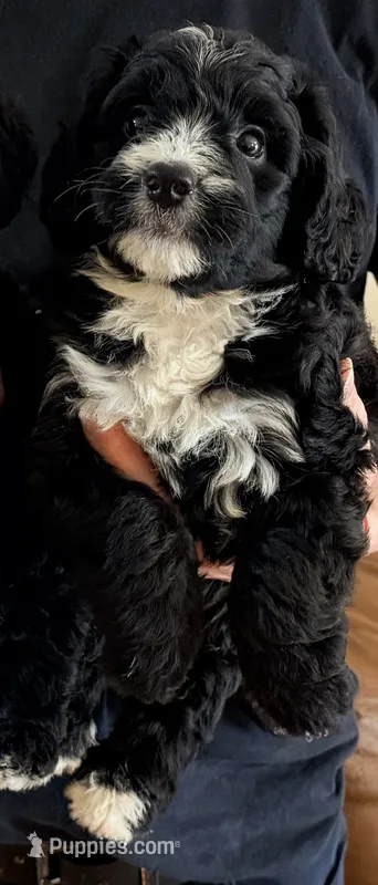 Ace – Miniature Bernedoodle puppy for sale in Greenville, SC