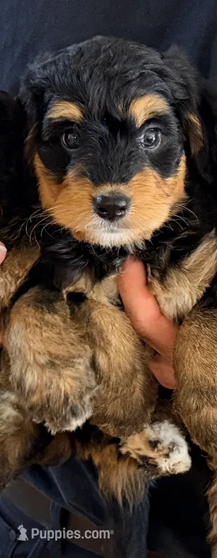 Cookie – Miniature Bernedoodle puppy for sale in Greenville, SC