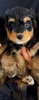Cookie, a female Miniature Bernedoodle for sale in Greenville, SC – 1 of 5