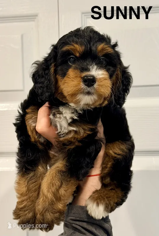 Sunny – Miniature Bernedoodle puppy for sale in Greenville, SC