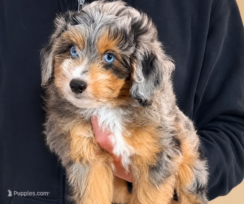 Smokey – Miniature Aussiedoodle puppy for sale in Greenville, SC