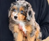Smokey, a male Miniature Aussiedoodle for sale in Greenville, SC – 1 of 4