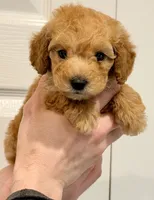 Peach 1lb 14 oz Mini Goldendoodle, a female Miniature Goldendoodle for sale in Greenville, SC – 2 of 3