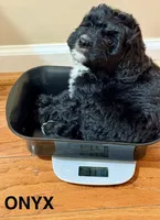 Onyx, a male Miniature Bernedoodle for sale in Greenville, SC – 2 of 6