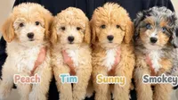Sunny, a male Miniature Aussiedoodle for sale in Greenville, SC – 2 of 4