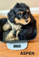 Aspen, a female Miniature Bernedoodle for sale in Greenville, SC – 2 of 5