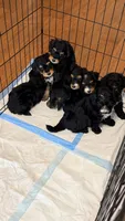 Brad, a male Miniature Bernedoodle for sale in Greenville, SC – 2 of 5