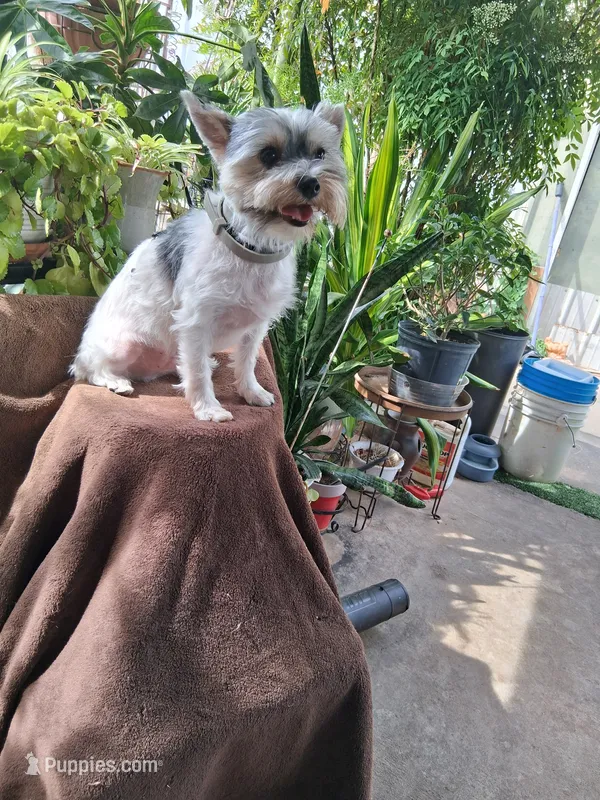 Snugglez – Yorkshire Terrier puppy for sale in Holliday, TX