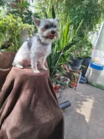Snugglez, a male Yorkshire Terrier for sale in Holliday, TX – 1 of 5