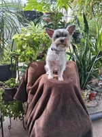 Snugglez, a male Yorkshire Terrier for sale in Holliday, TX – 5 of 5