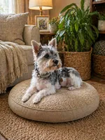 Snugglez, a male Yorkshire Terrier for sale in Holliday, TX – 4 of 5