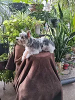 Snugglez, a male Yorkshire Terrier for sale in Holliday, TX – 3 of 5