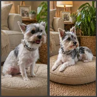 Snugglez, a male Yorkshire Terrier for sale in Holliday, TX – 2 of 5
