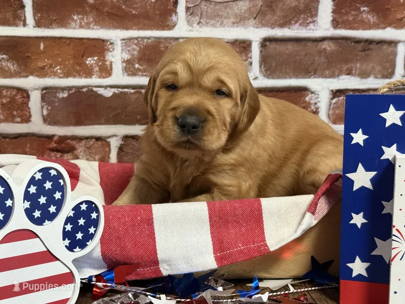 Boy2 – Golden Retriever puppy for sale in Cecilia, KY