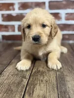 Yellow collar, a female Golden Retriever for sale in Cecilia, KY – 4 of 4