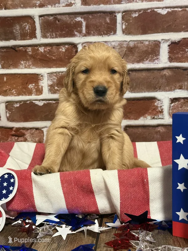 Boy9a – Golden Retriever puppy for sale in Cecilia, KY