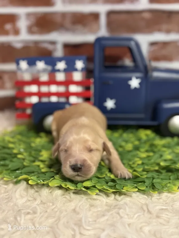 Girl4a – Golden Retriever puppy for sale in Cecilia, KY