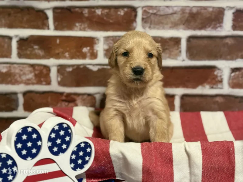 Girl4a – Golden Retriever puppy for sale in Cecilia, KY