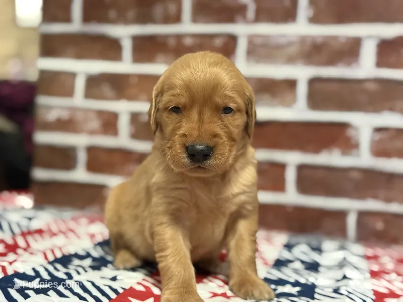 Girl1a – Golden Retriever puppy for sale in Cecilia, KY
