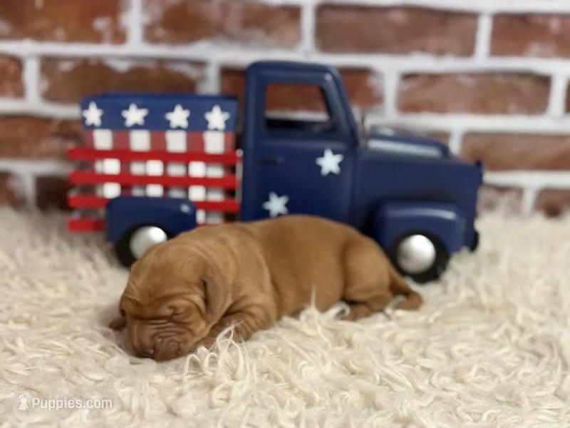 Girl2 – Golden Retriever puppy for sale in Cecilia, KY