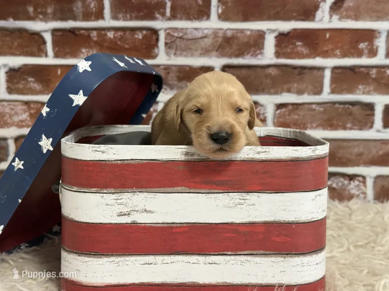 Girl5a – Golden Retriever puppy for sale in Cecilia, KY