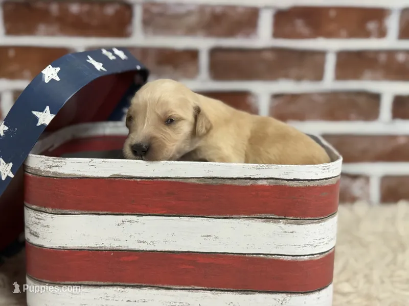 Boy2a – Golden Retriever puppy for sale in Cecilia, KY