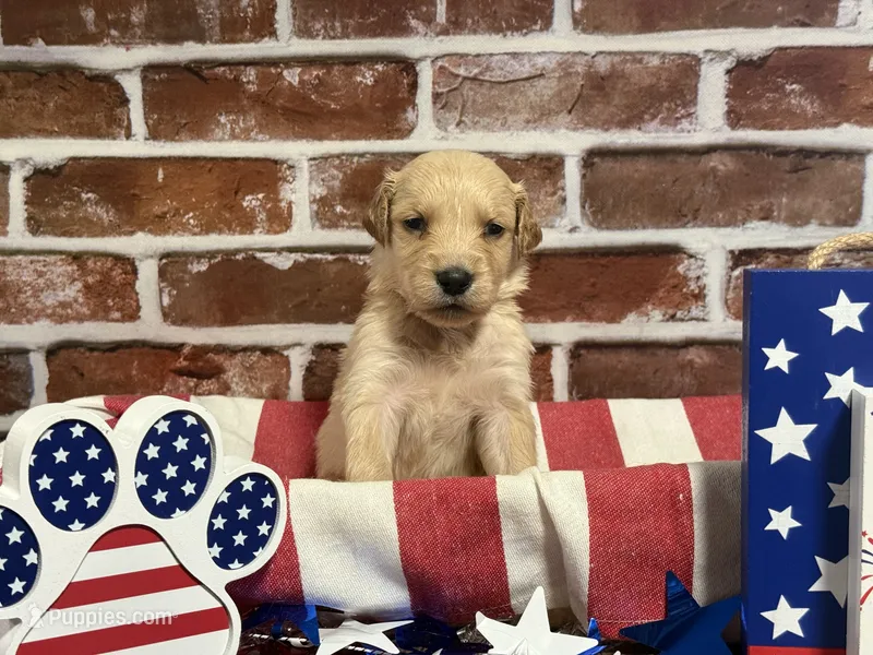 Boy1a – Golden Retriever puppy for sale in Cecilia, KY