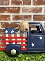 Boy3a, a male Golden Retriever for sale in Cecilia, KY – 2 of 2