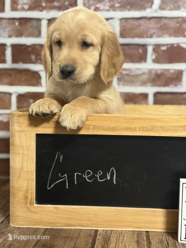 Green collar – Golden Retriever puppy for sale in Cecilia, KY