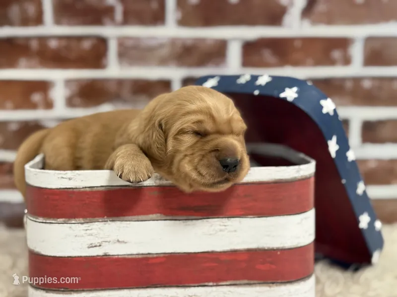 Boy 1 – Golden Retriever puppy for sale in Cecilia, KY