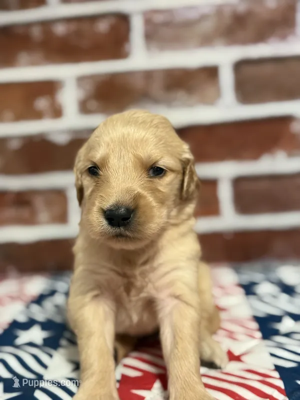 Girl4a – Golden Retriever puppy for sale in Cecilia, KY