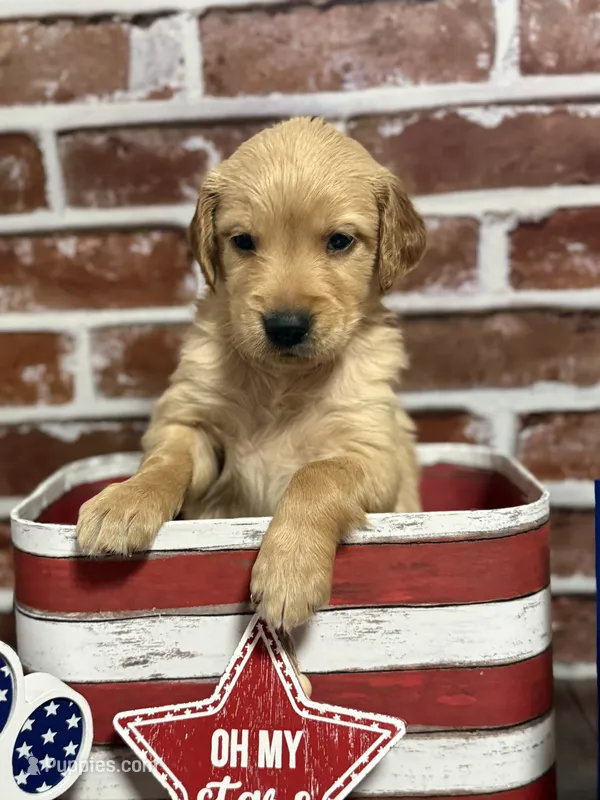 Boy6a – Golden Retriever puppy for sale in Cecilia, KY