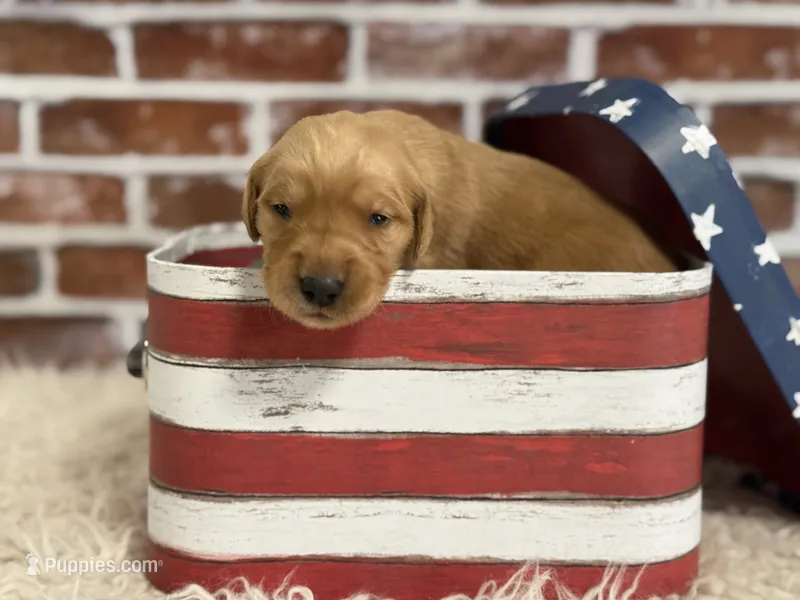 Boy8a – Golden Retriever puppy for sale in Cecilia, KY