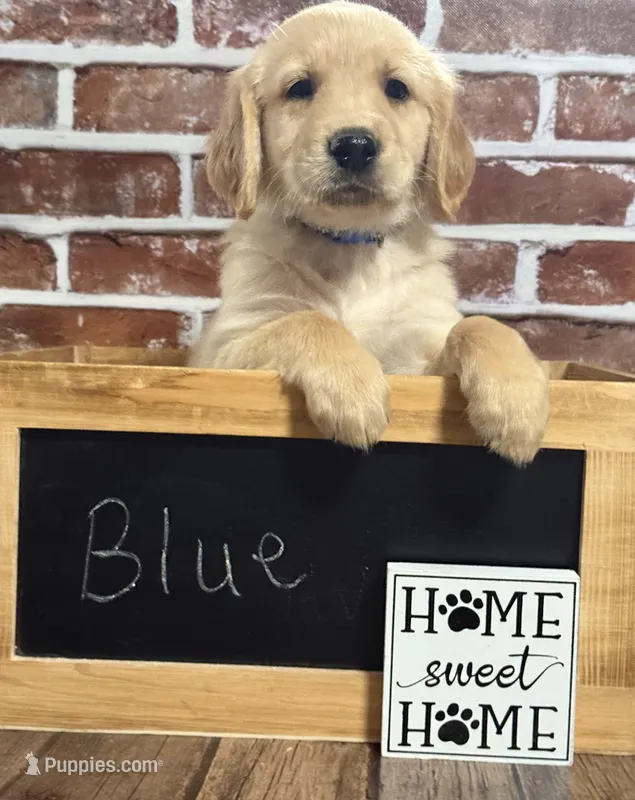 Blue collar – Golden Retriever puppy for sale in Cecilia, KY