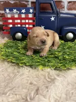Boy4a, a male Golden Retriever for sale in Cecilia, KY – 2 of 2