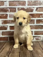 Blue collar, a male Golden Retriever for sale in Cecilia, KY – 2 of 3