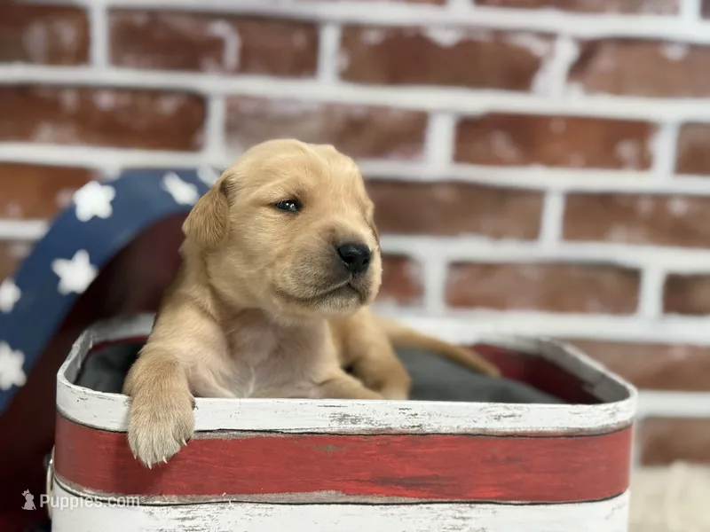 Boy1a – Golden Retriever puppy for sale in Cecilia, KY