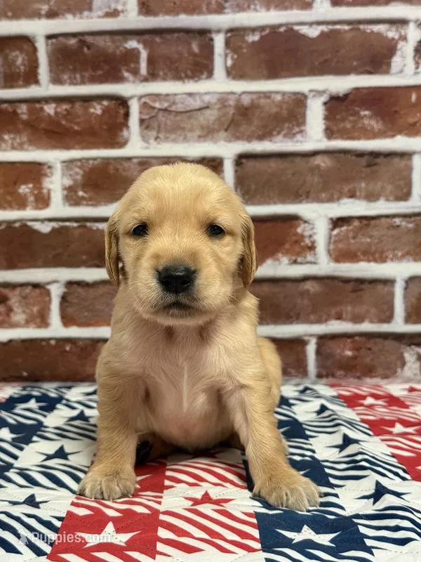 Boy5a – Golden Retriever puppy for sale in Cecilia, KY