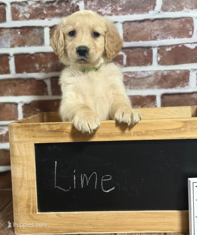 Lime collar – Golden Retriever puppy for sale in Cecilia, KY